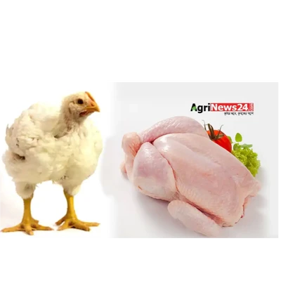 Broiler Chicken (Without Skin) Kg